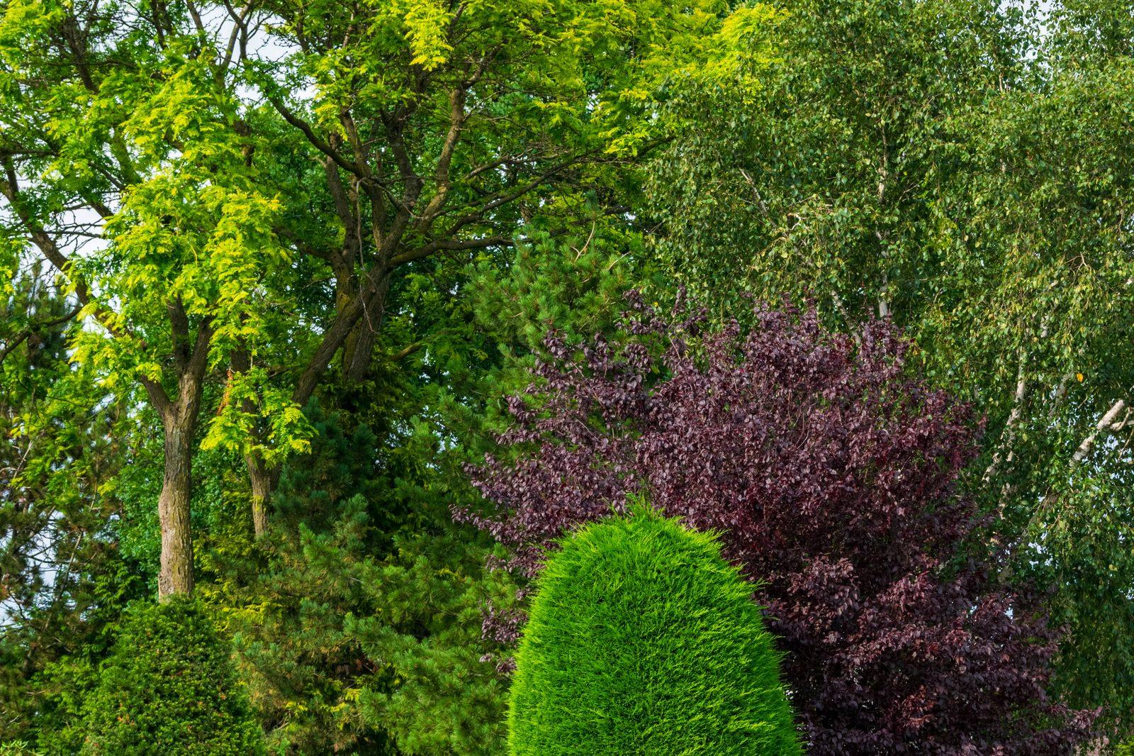Angelegte Gartenanlage mit Formschnitt und Baumbestand